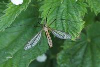 Tipula vernalis