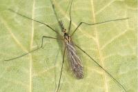 Nephrotoma submaculosa