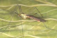 Nephrotoma submaculosa