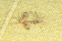 Macrocera phalerata