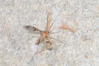 Macrocera phalerata