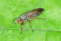 Dorycera graminum