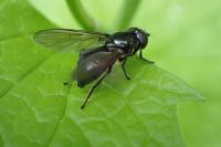 Cheilosia variabilis