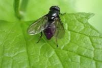 Cheilosia variabilis