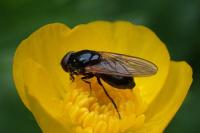 Cheilosia
