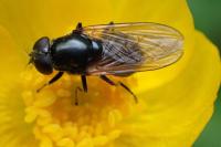 Cheilosia