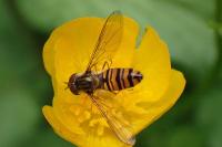 Episyrphus balteatus