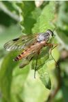 Rhagio scolopaceus