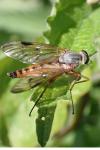 Rhagio scolopaceus