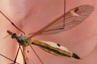 Tipula selene