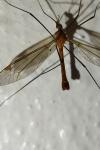 Tipula cava