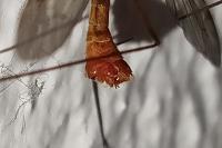 Tipula cava