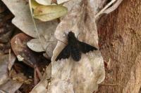 Hemipenthes morio