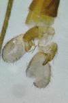 Dicranomyia lutea