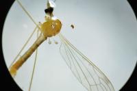 Dicranomyia lutea