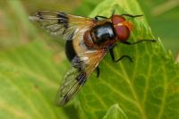 Volucella pellucens