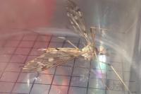 Tipula scripta