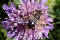 Eristalis tenax