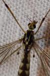 Nephrotoma quadrifaria