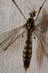 Nephrotoma quadrifaria