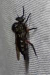 Leptarthrus brevirostris