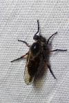 Leptarthrus brevirostris