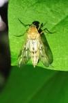Rhagio tringarius