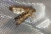 Rhagio scolopaceus