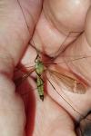 Tipula fascipennis