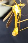 Tipula lunata
