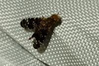Oxyna parietina