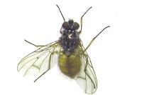 Phaonia subventa