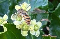 Episyrphus balteatus