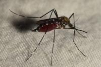 Ochlerotatus japonicus