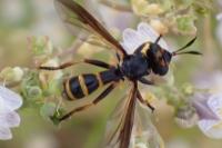 Conops strigatus