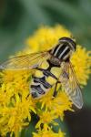 Helophilus trivittatus