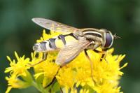 Helophilus trivittatus
