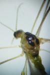 Diogma glabrata