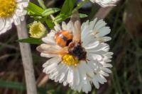 Tachina fera