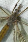 Tipula scripta