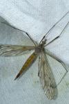 Tipula scripta