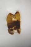 Pilaria discicollis