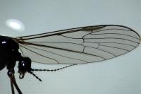 Gnophomyia viridipennis