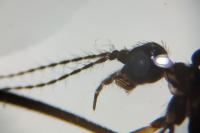 Gnophomyia viridipennis