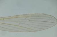 Molophilus propinquus