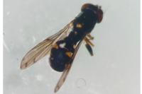 Neoascia interrupta