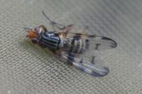Otites porcus