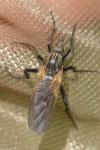 Empis tessellata