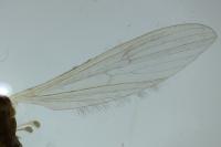 Molophilus bifidus