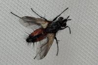 Eriothrix rufomaculata